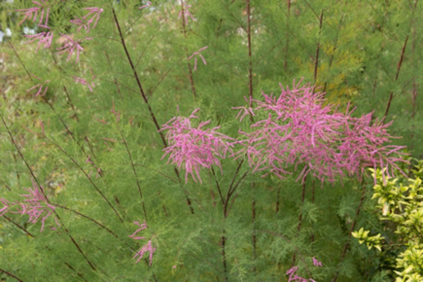 Tamarisk