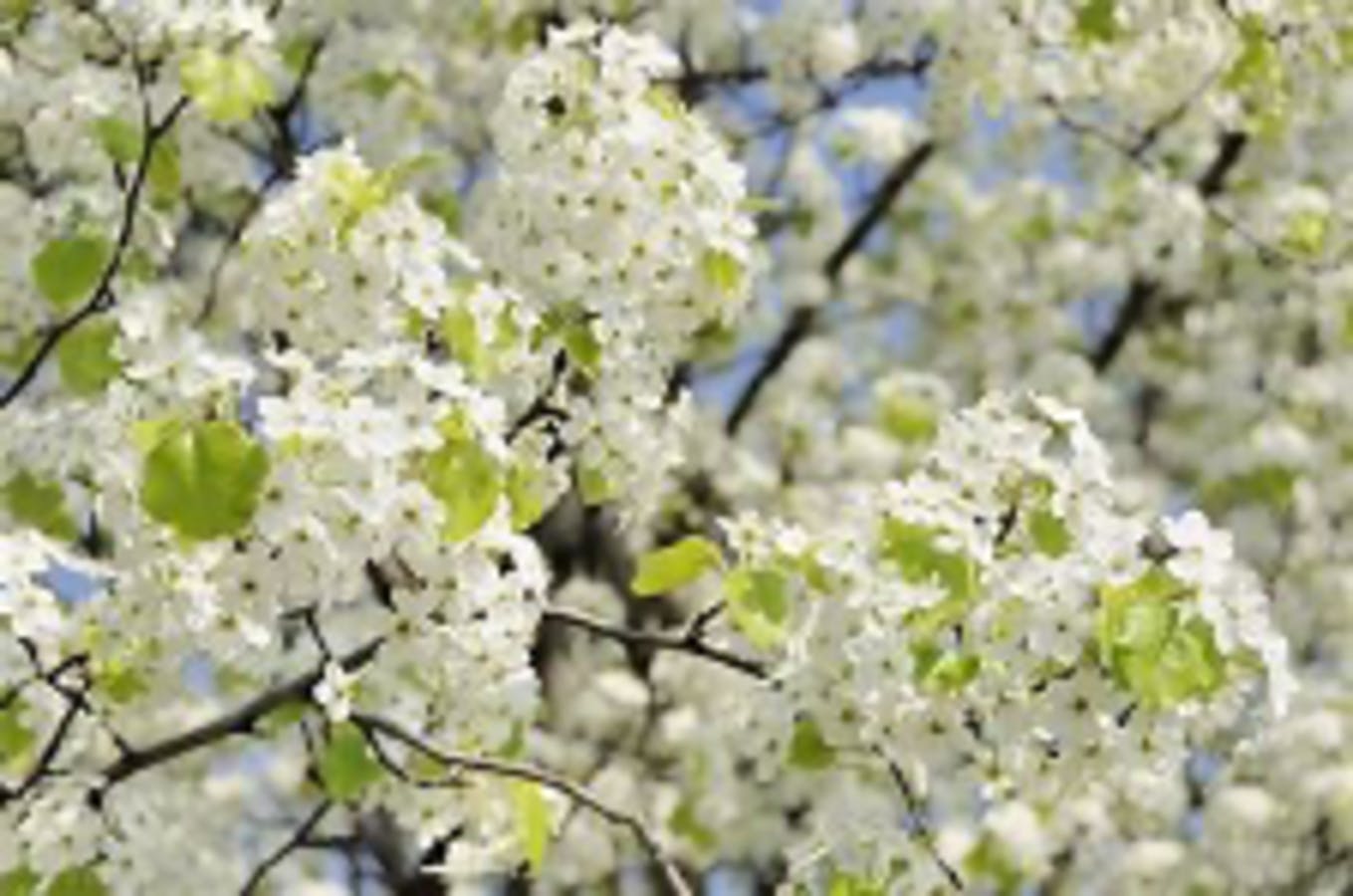 Bradford Pear (HIGHLY INVASIVE)