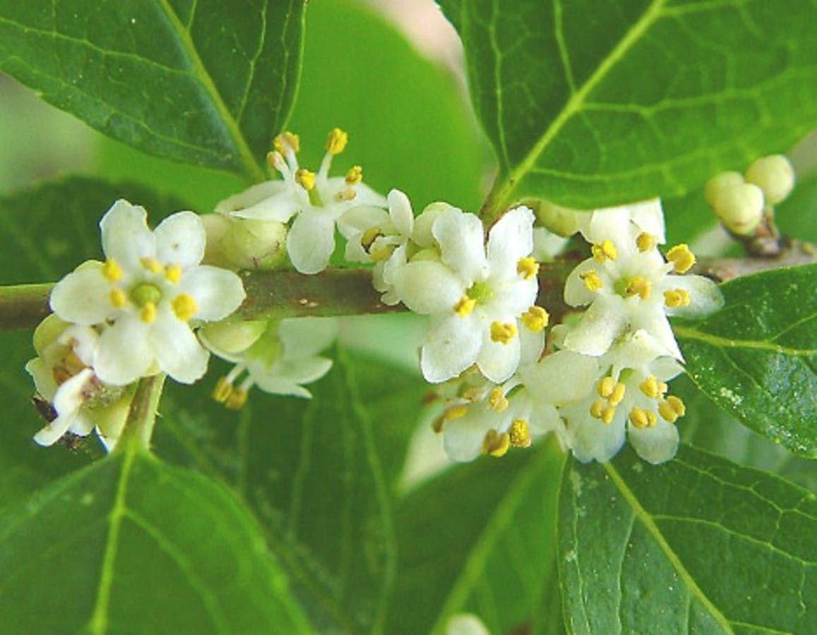 Winterberry (male)