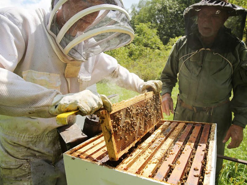 Beekeeping 101