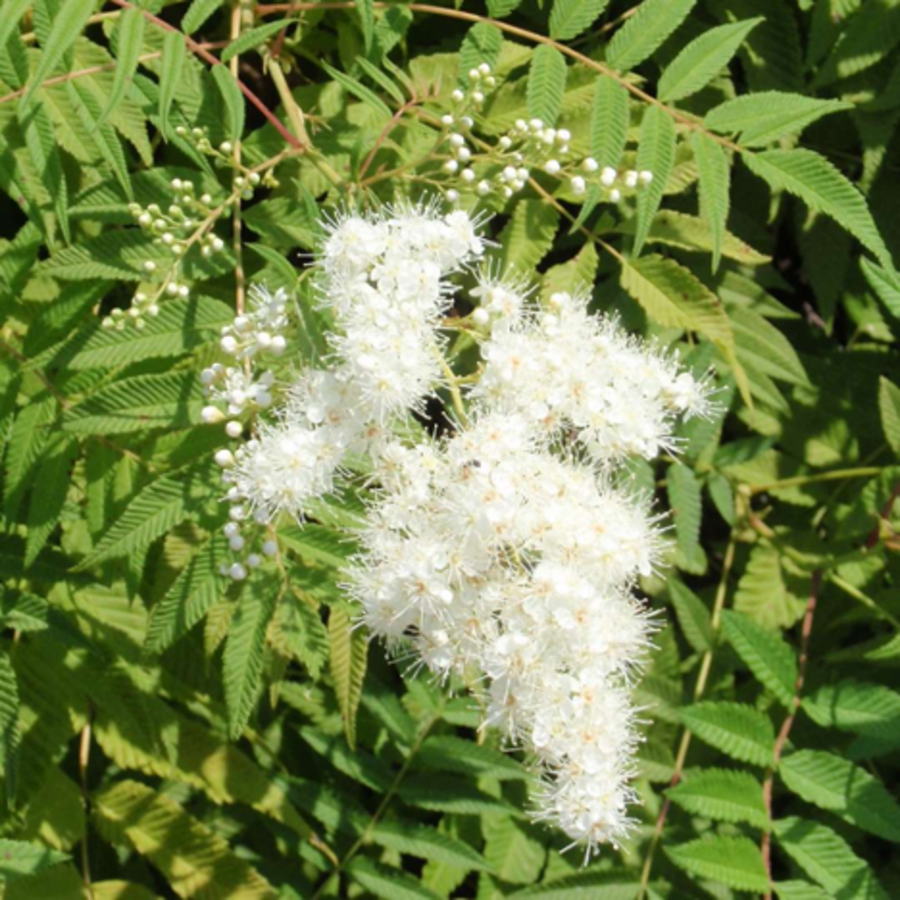 Ural Falsespirea