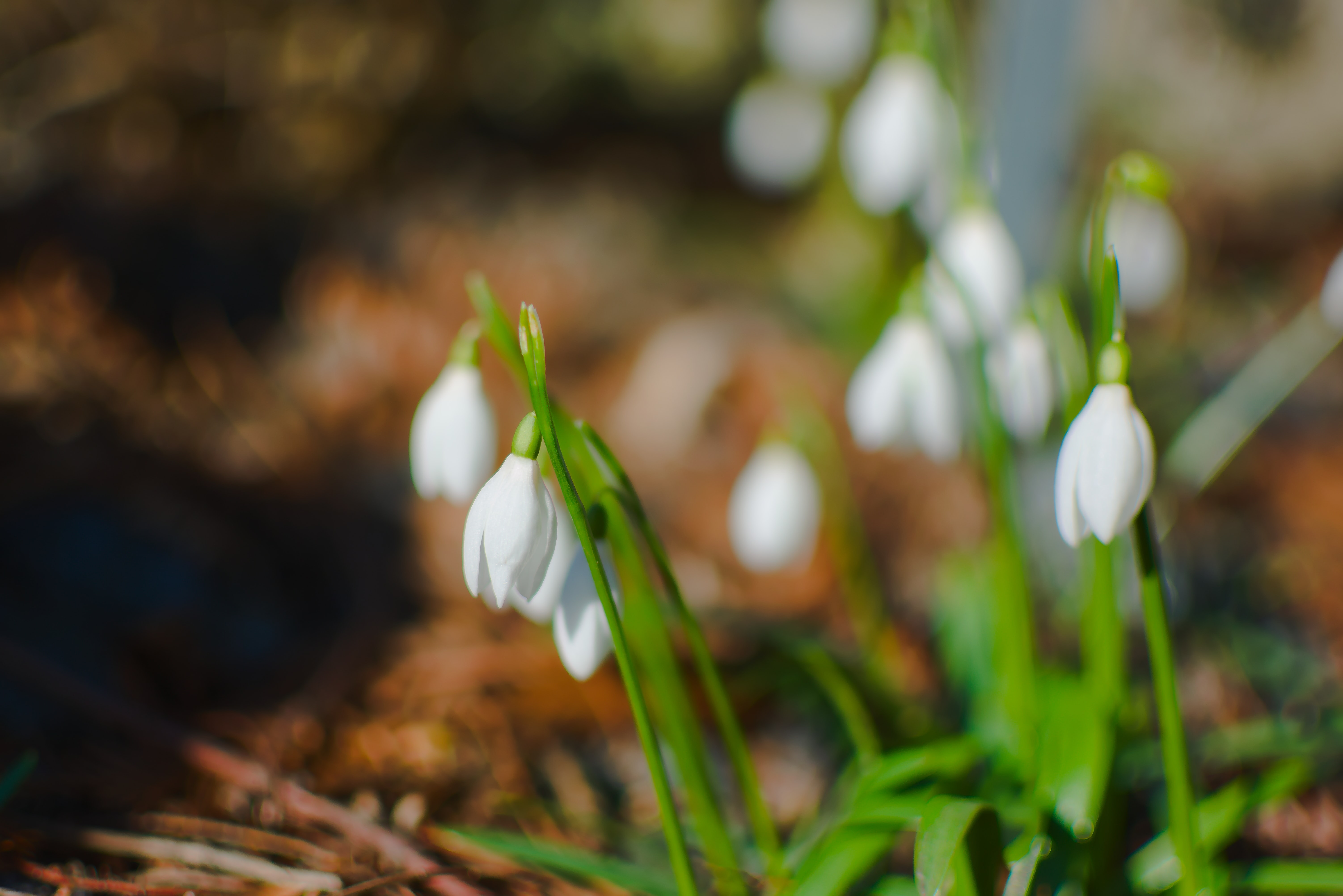 Snowdrop