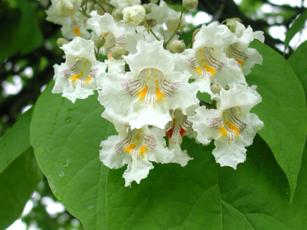 Common Catalpa