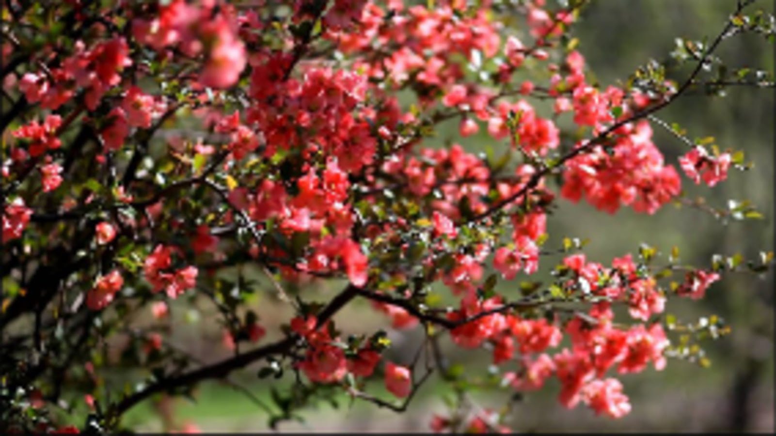 Flowering Quince