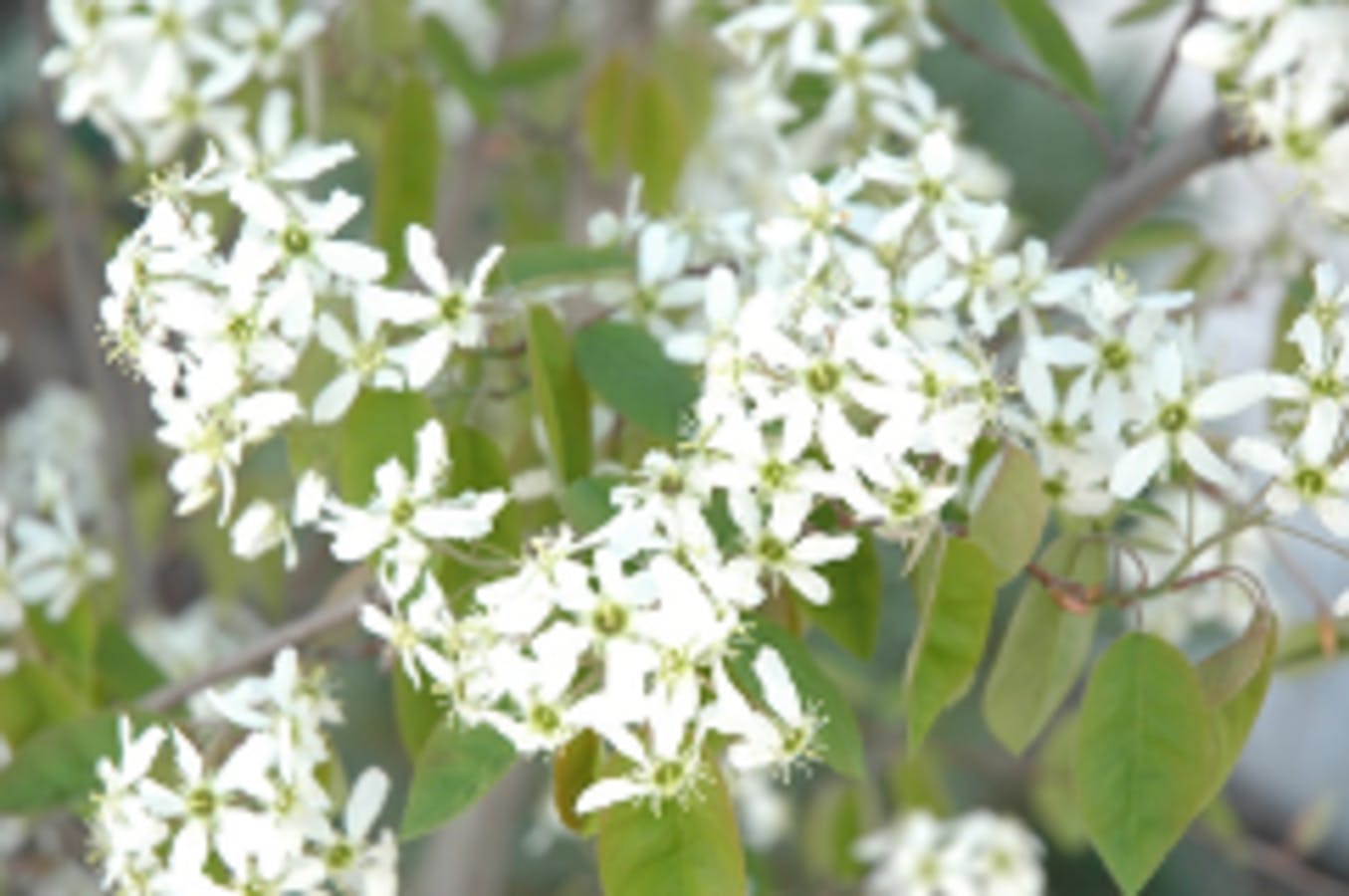 Serviceberry 