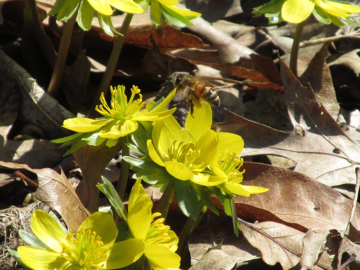 Winter Aconite in bloom 