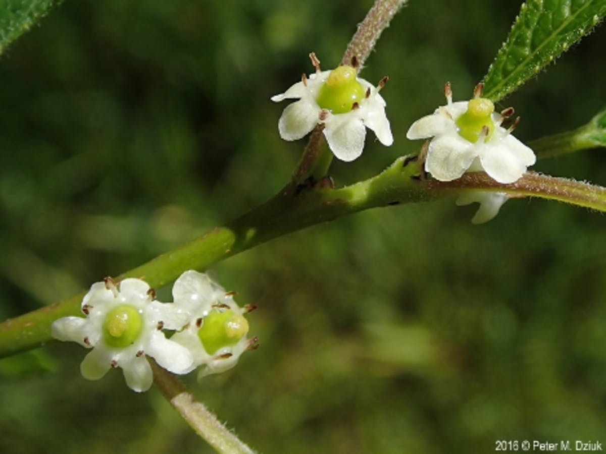 Winterberry (female)