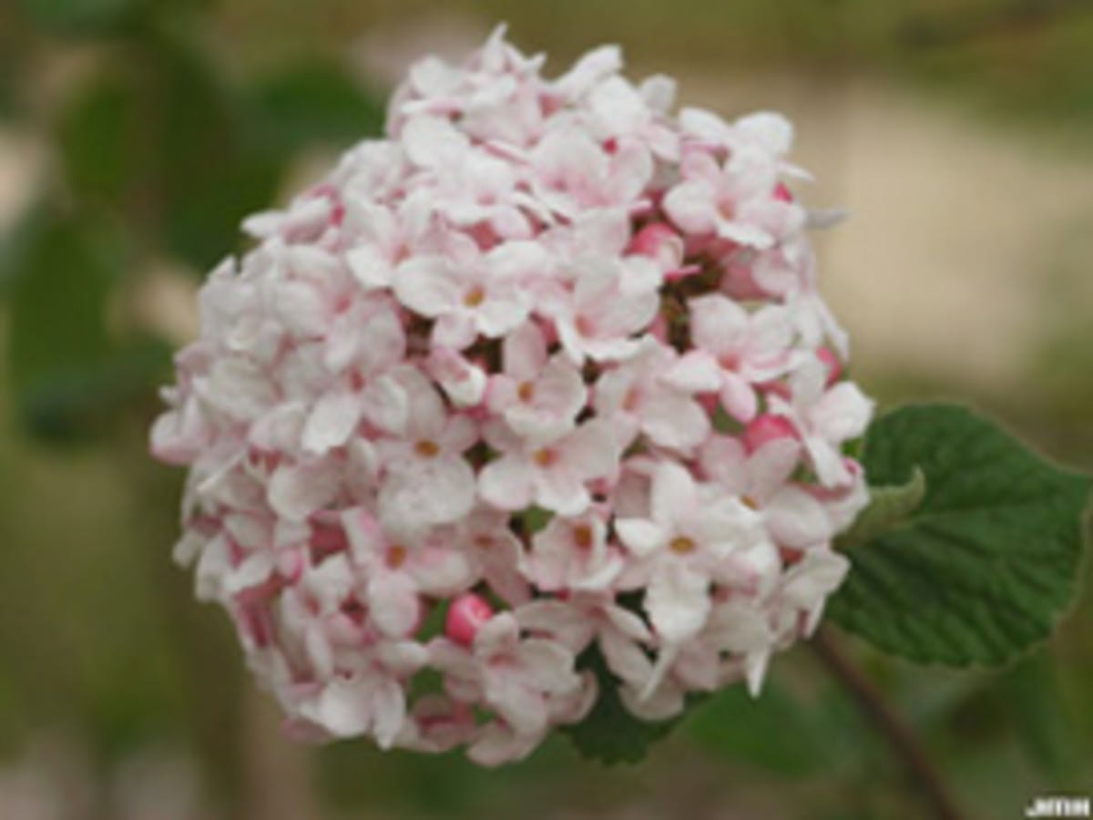 Koreanspice Viburnum