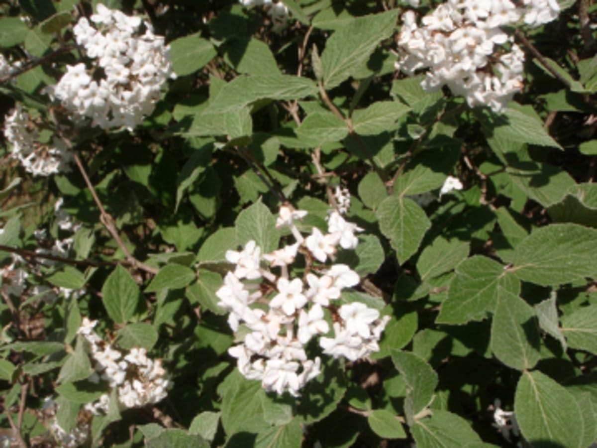 Judd Viburnum