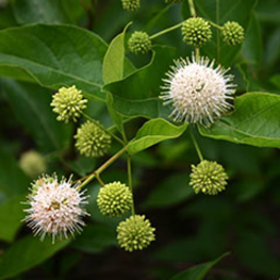 Buttonbush