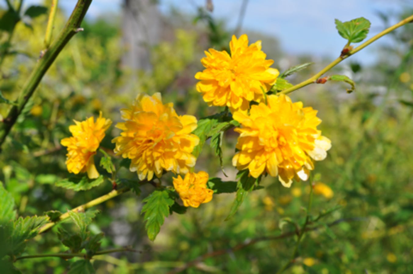 Double Flower Japanese Kerria