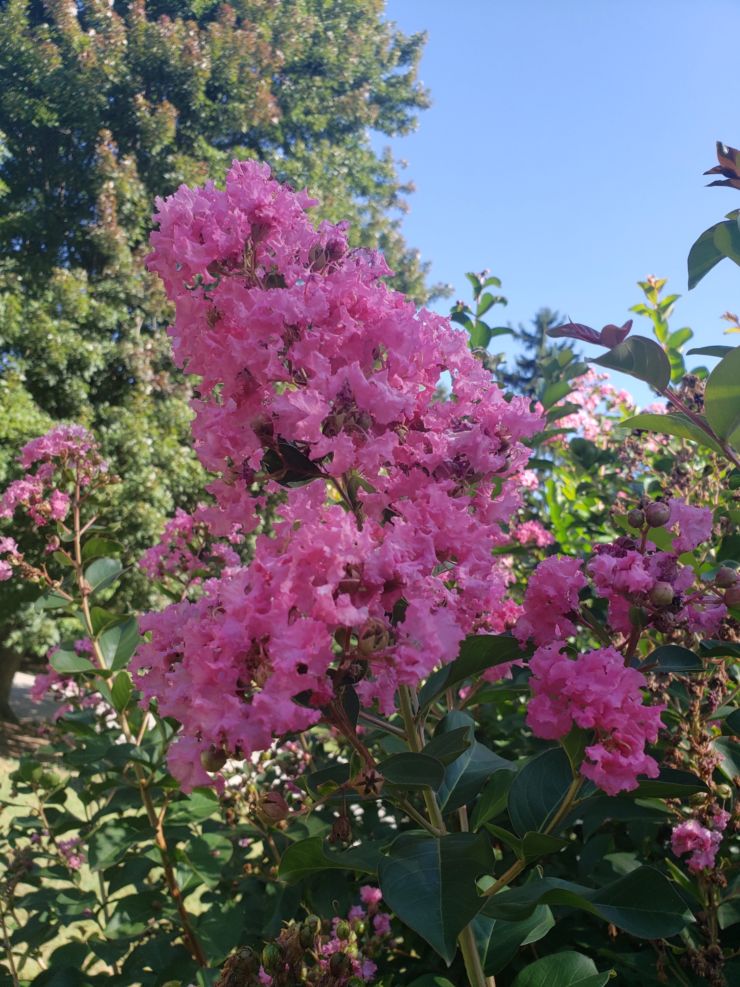 Crapemyrtle