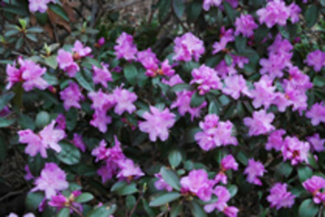 P.J.M. Rhododendron