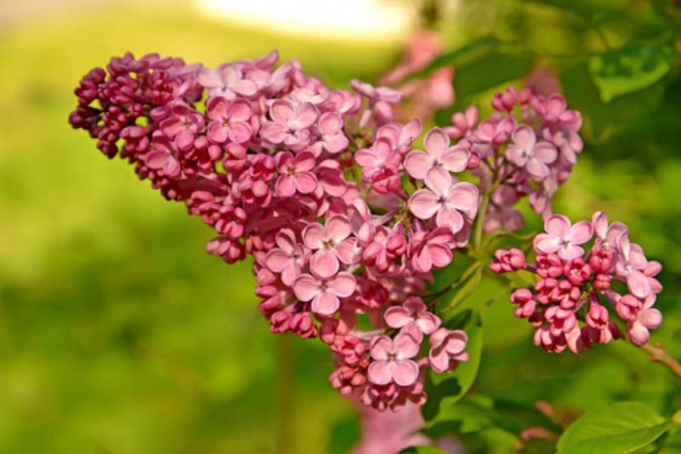 Hyacinth Lilac