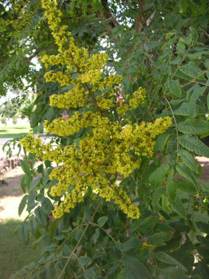 Panicled Goldenraintree