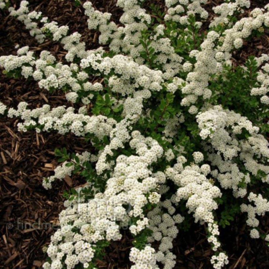 Japanese Spirea