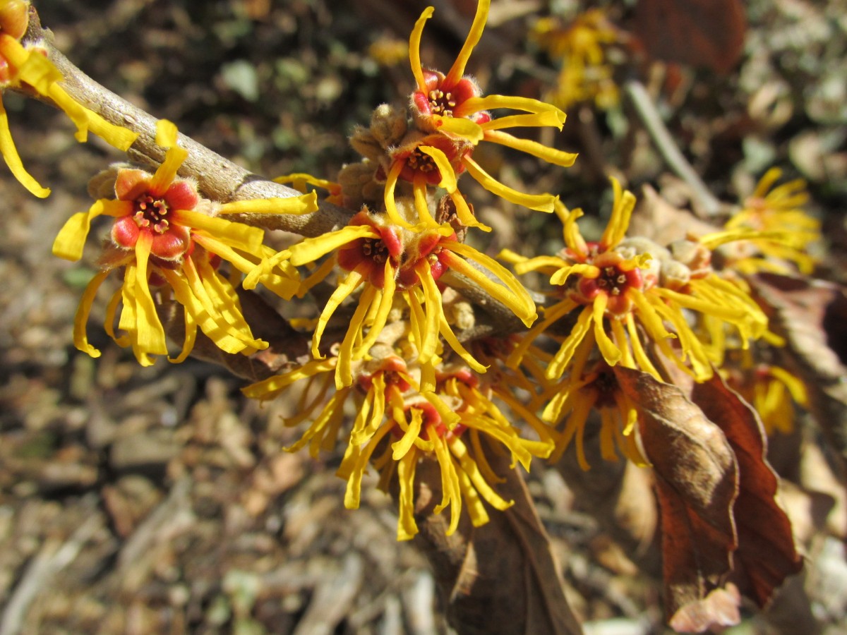Late February Blooms