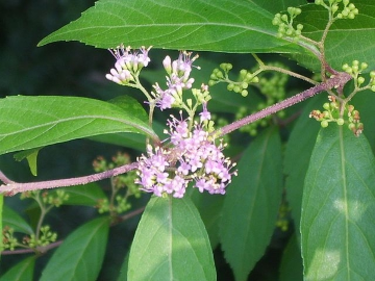 Beautyberry