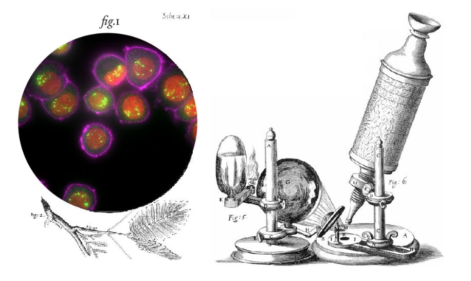 Microscope Image for Blog