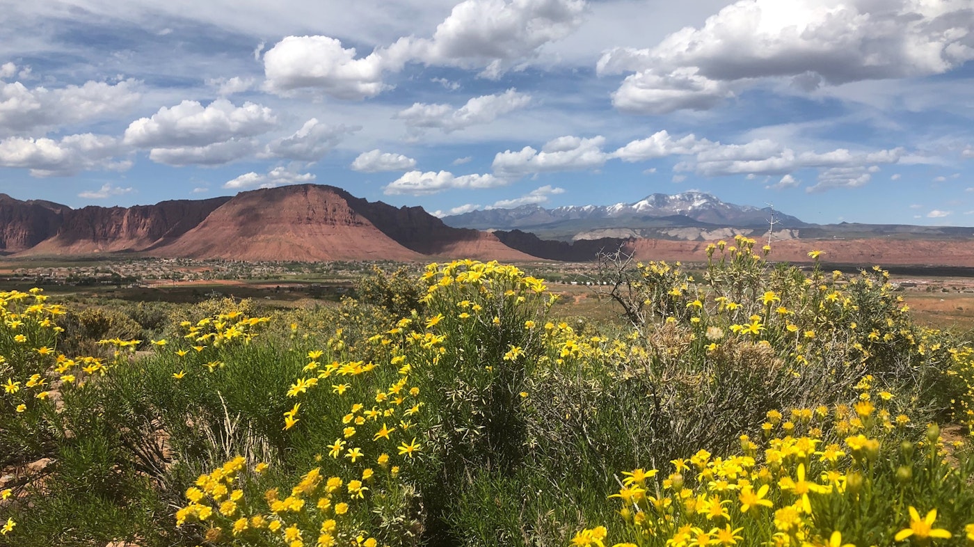 Superbloom Coffee