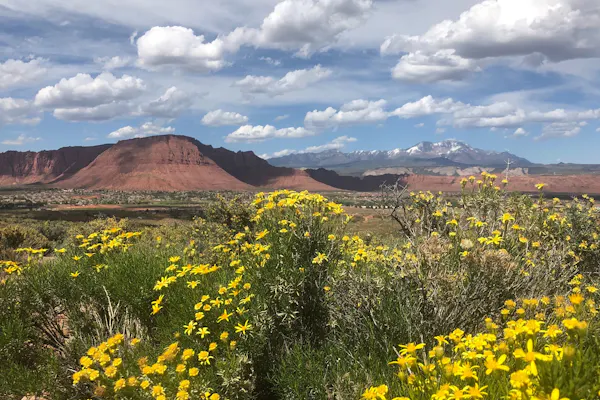 Superbloom Coffee