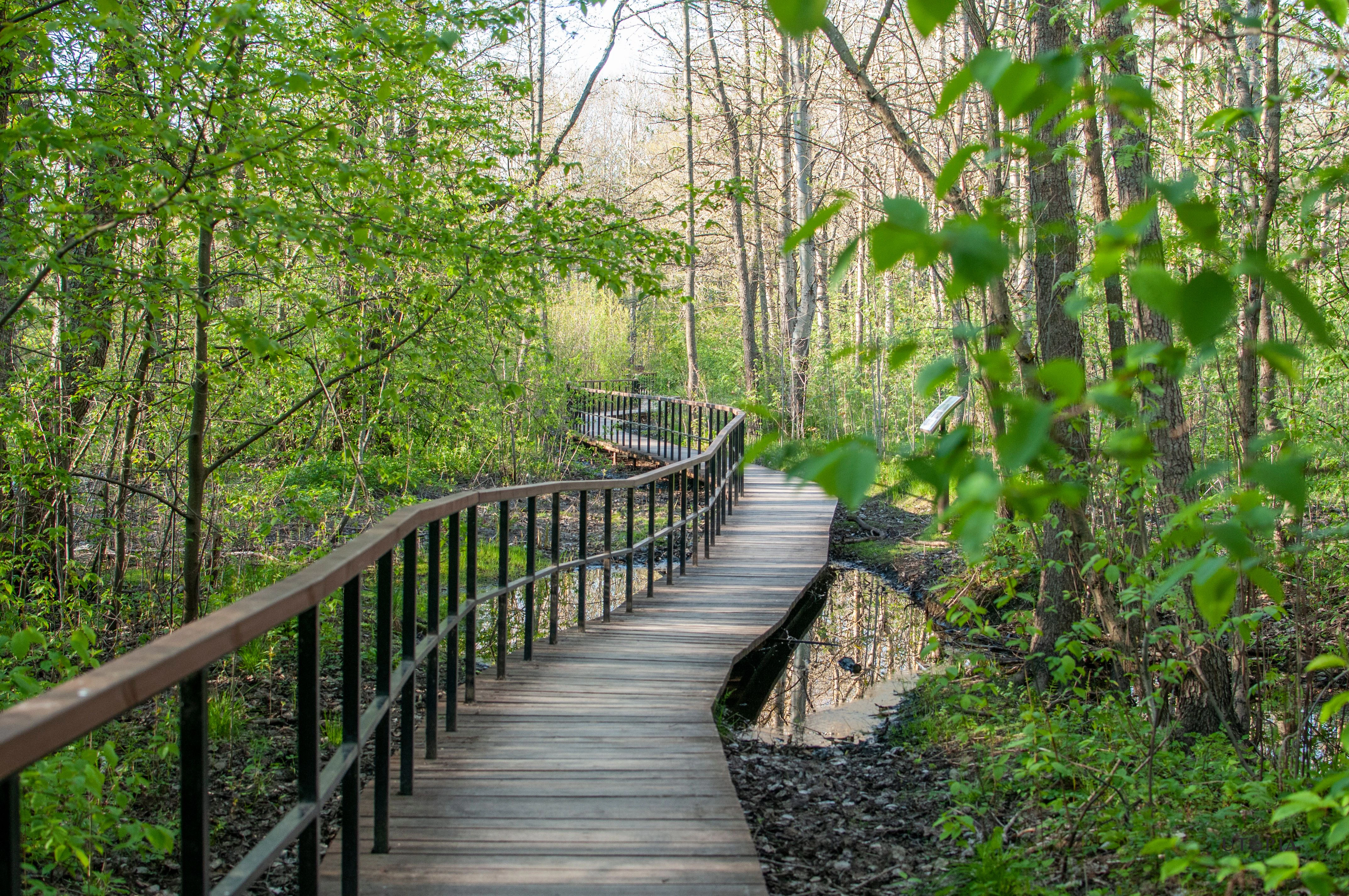 Alternatives to Chemo & Radiation: Exploring Holistic Options