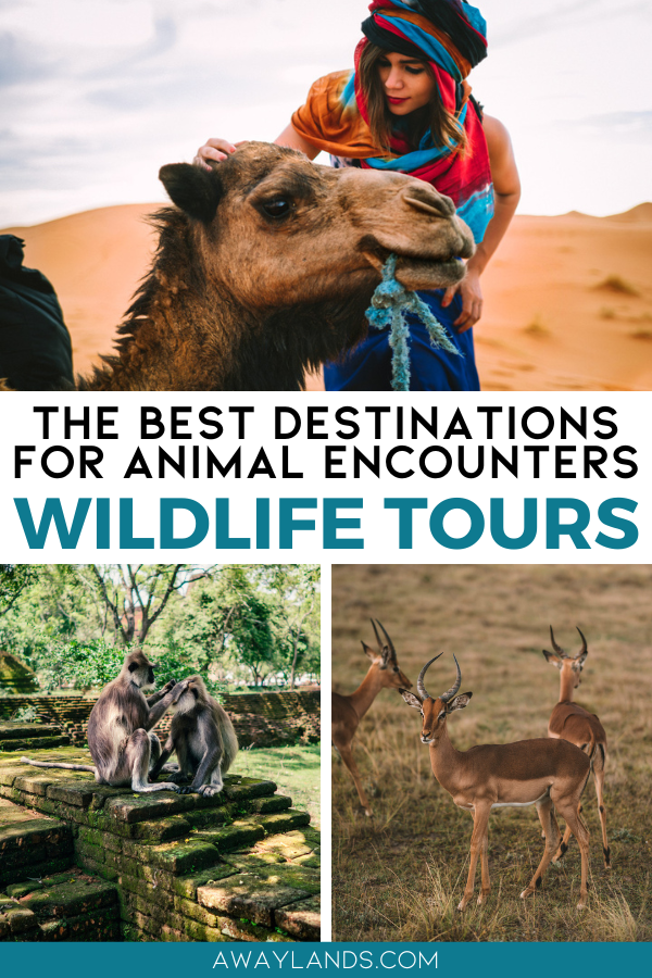 Wildlife travel lets couples experience nature up close, turning a vacation into an adventure that is both thrilling and educational. Whether paddling through African deltas, snorkeling with whale sharks in Baja California, or tracking leopards in Sri Lanka, these are some of the best wildlife adventures and tours for your travel bucket list. | wildlife travel destinations | wildlife adventure | wildlife tourism | wildlife trips | bucket  list travel destinations