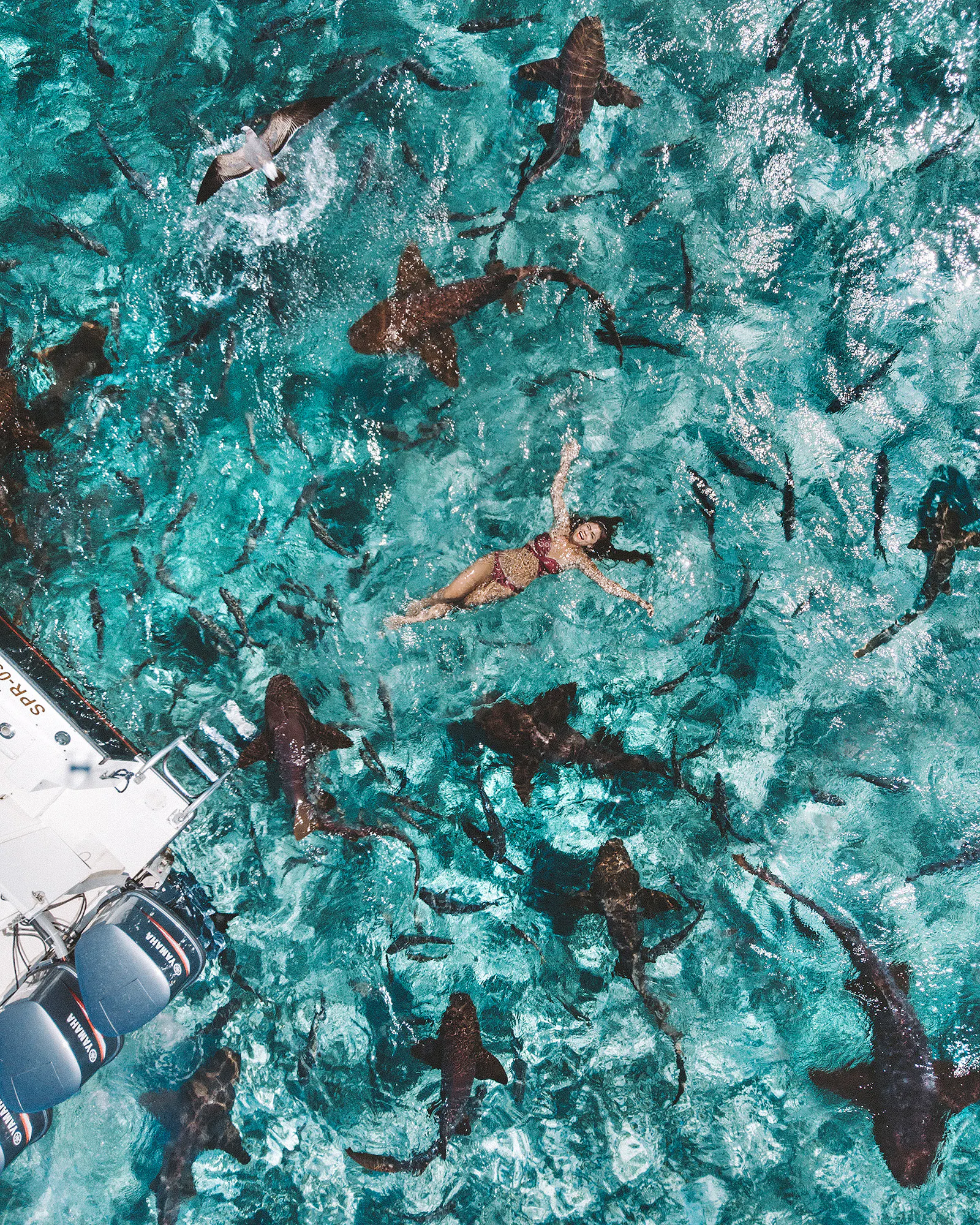 Cayo Espanto: Private Planes, Swimming with Sharks, and Living the Dream on an Ultra-Lux Island in Belize