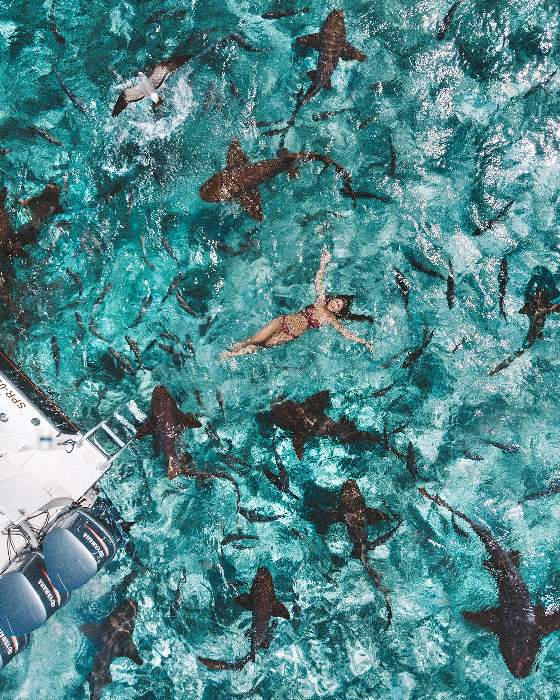 Cayo Espanto: Private Planes, Swimming with Sharks, and Living the Dream on an Ultra-Lux Island in Belize