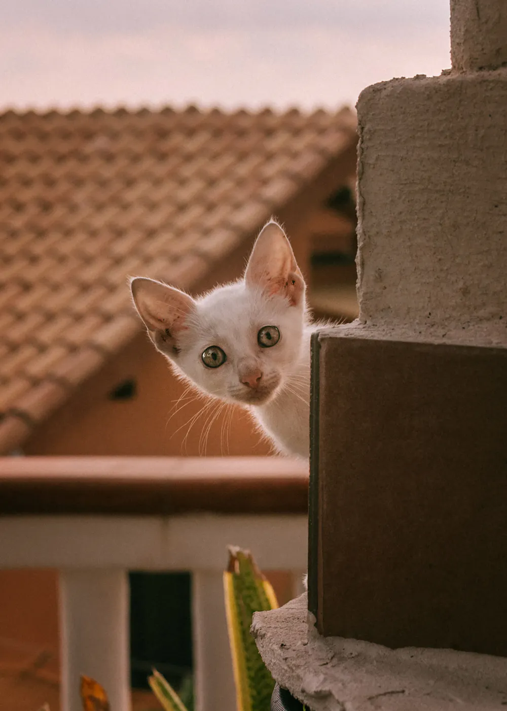 How to Fly With a New Kitten: Airline Rules, Travel Tips & What to Pack