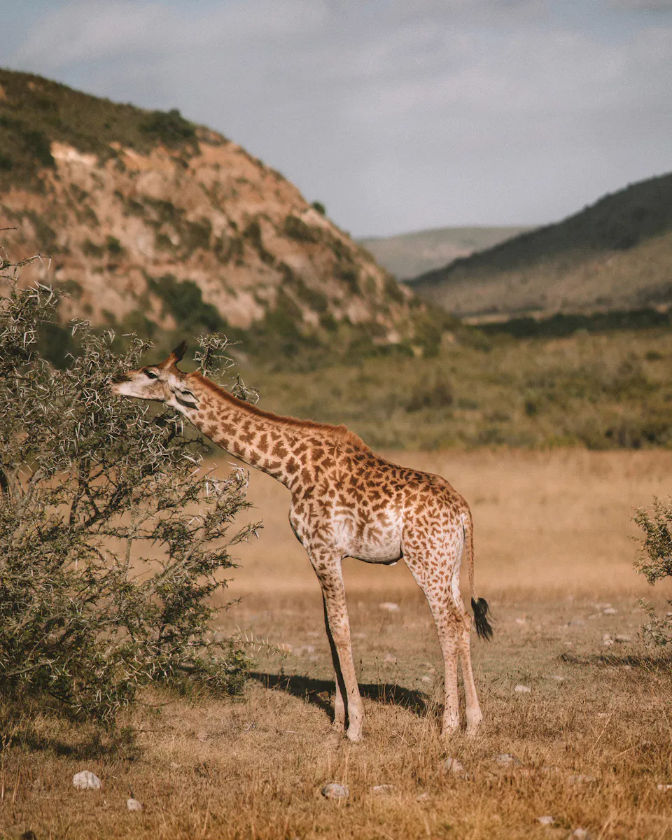 How to Choose the Best Masai Mara Safari Camp in Kenya for an Unforgettable Safari