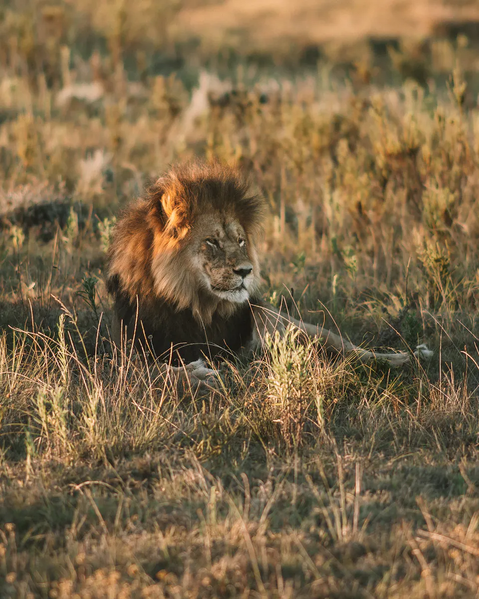 7 Best Romantic Safari Holidays for Couples: Luxury Honeymoons in Africa