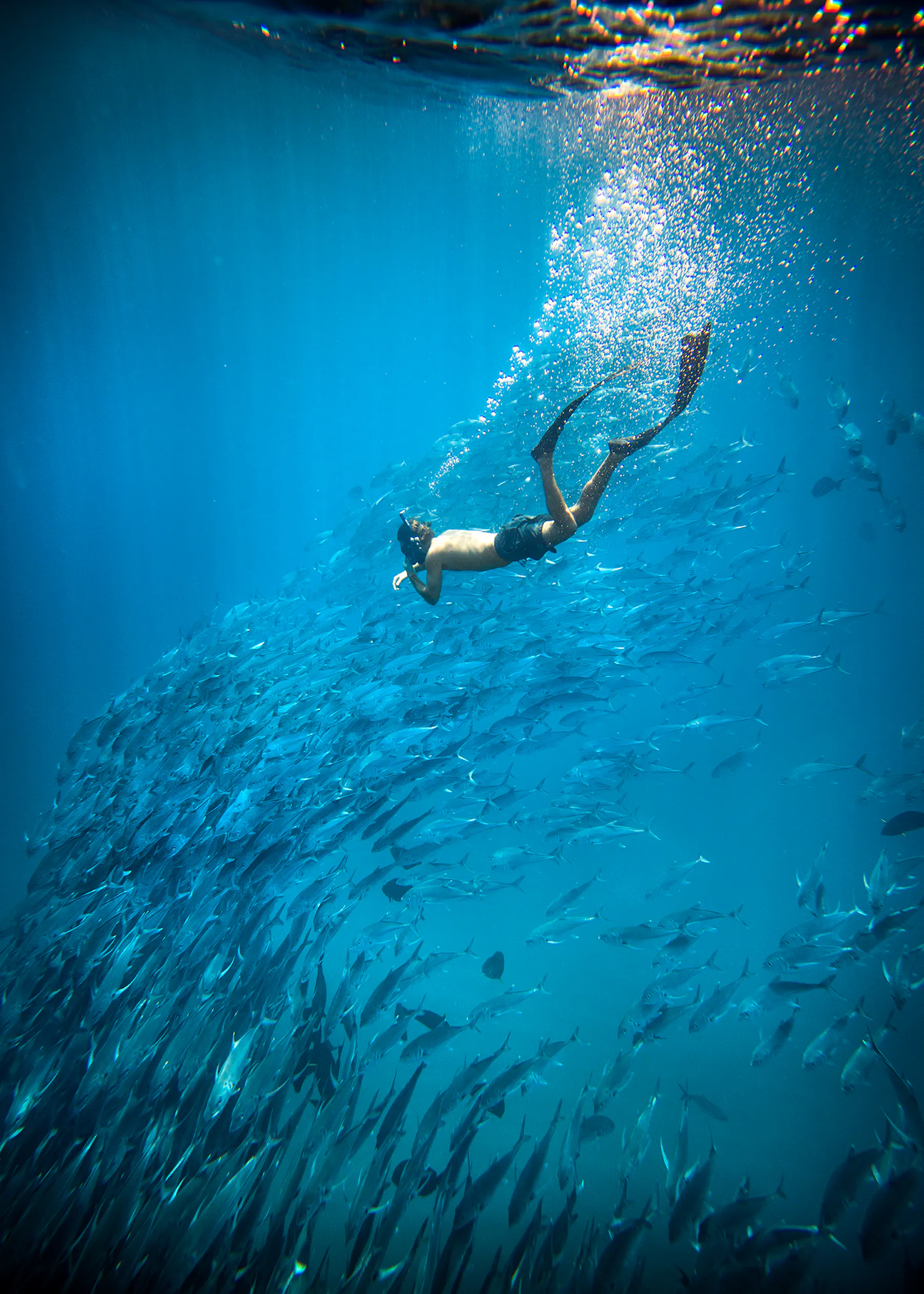 Coral Sea Sportfishing: A Complete Guide to What You Can Catch Year-Round 