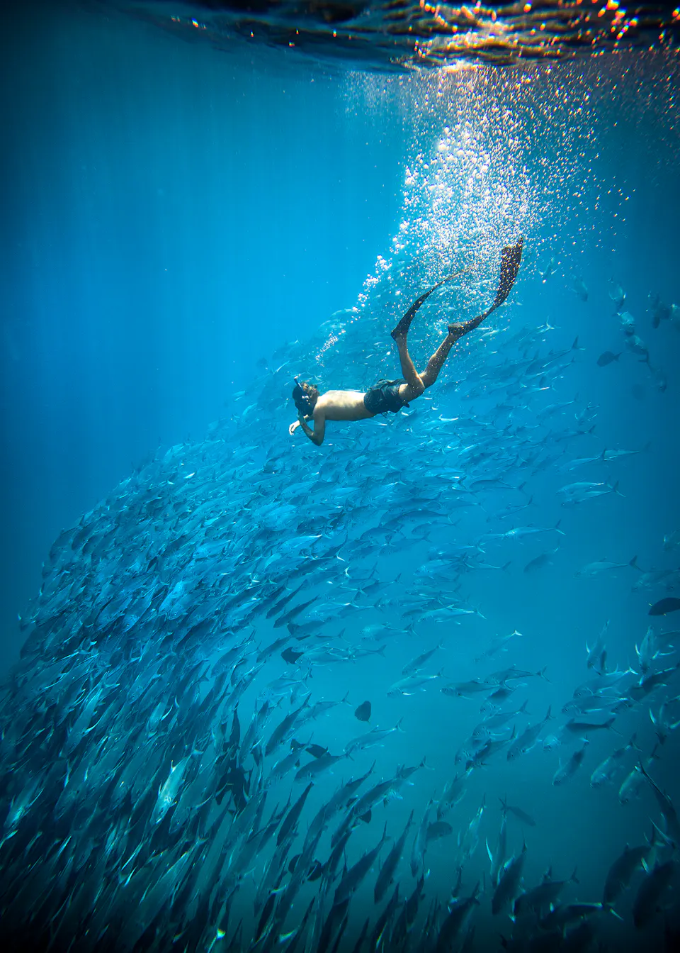 Coral Sea Sportfishing: A Complete Guide to What You Can Catch Year-Round 
