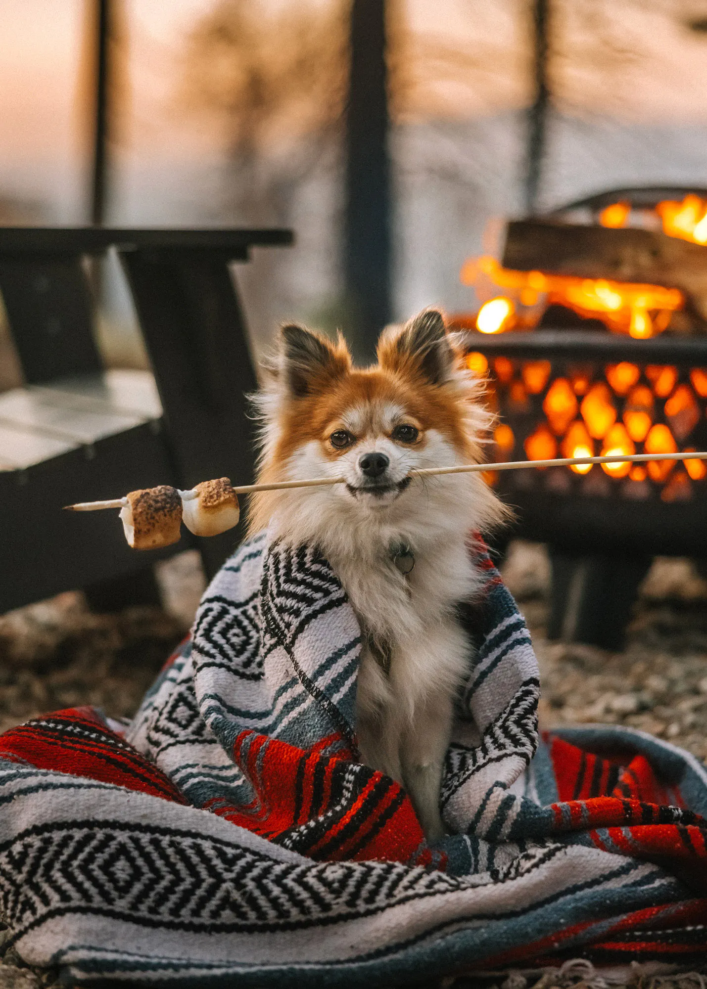 Winter Camping With a Dog: 8 Budget-Friendly Essentials to Pack