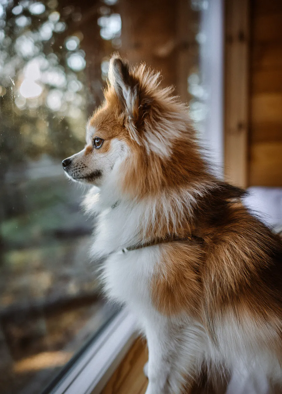 Is It Safe to Give Your Dog Aspirin? What Every Pet Owner Should Know