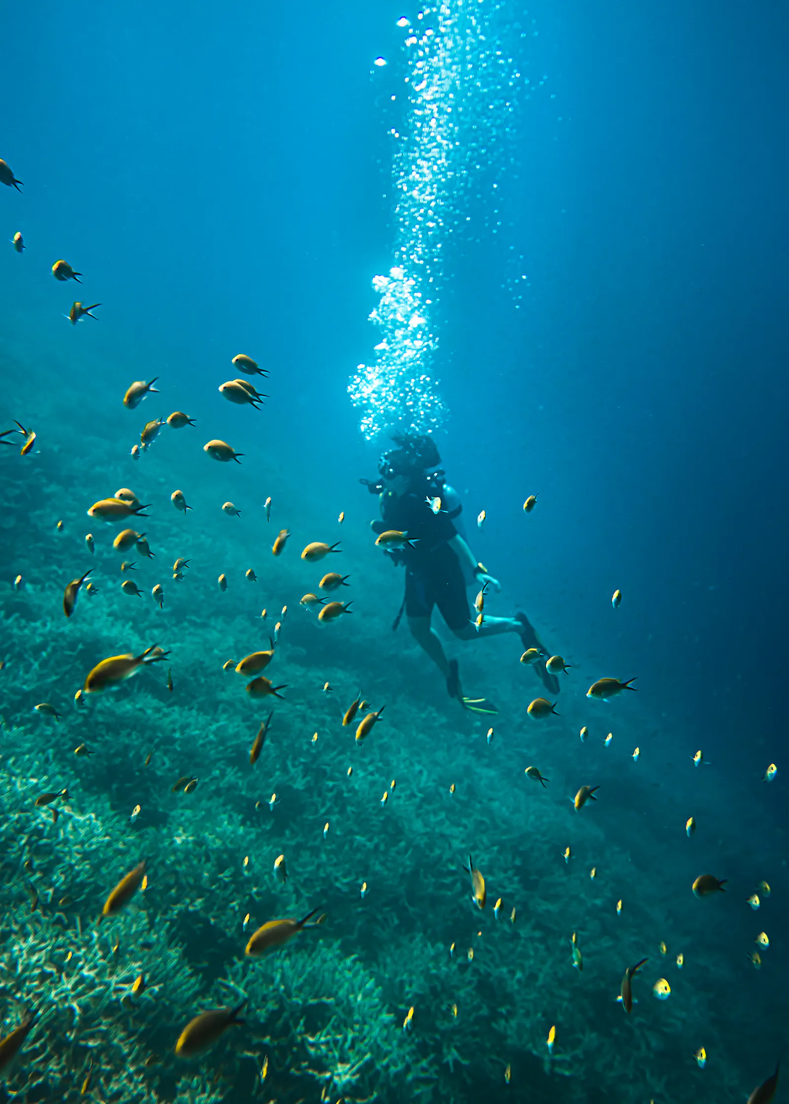 Maaya Thila Night Diving Guide for Liveaboard Divers in the Maldives