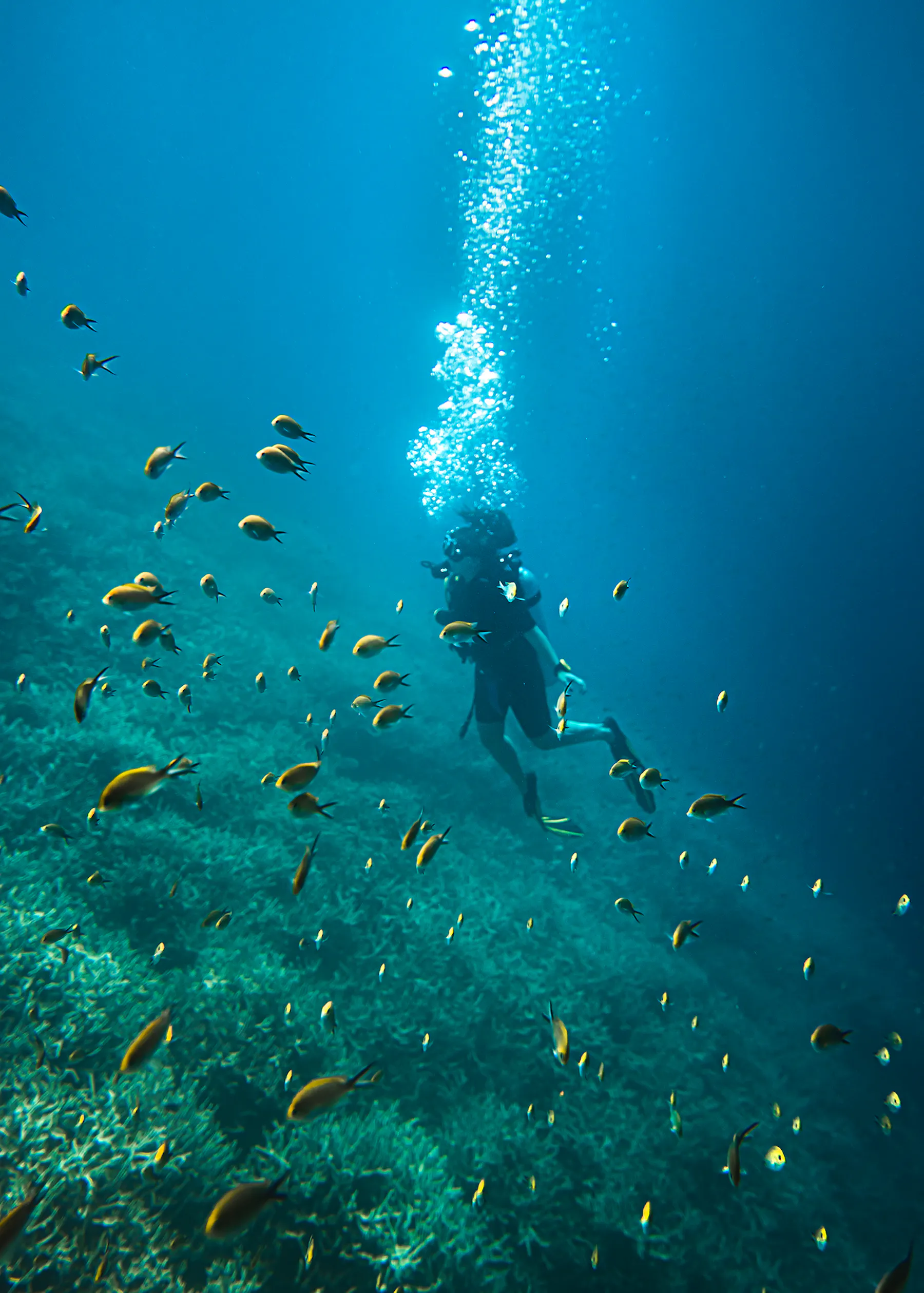 Maaya Thila Night Diving Guide for Liveaboard Divers in the Maldives
