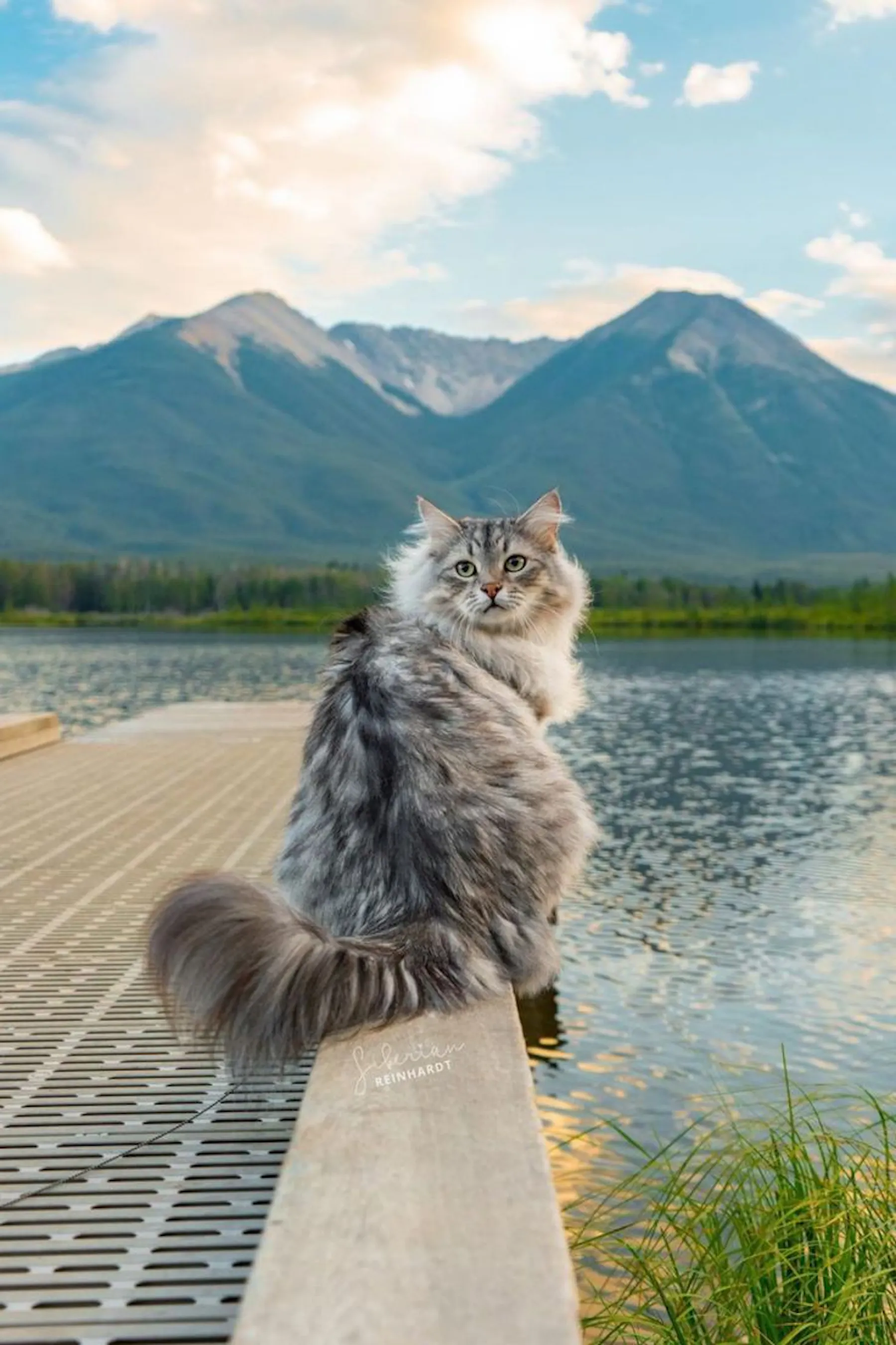 Siberian Cat Personality, Traits, Care, and What to Know Before Adopting