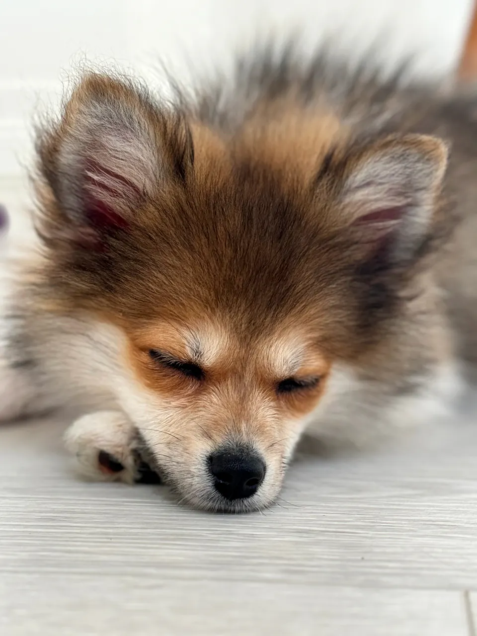 Is Engineered Wood Flooring Good for Homes With Dogs and Cats?