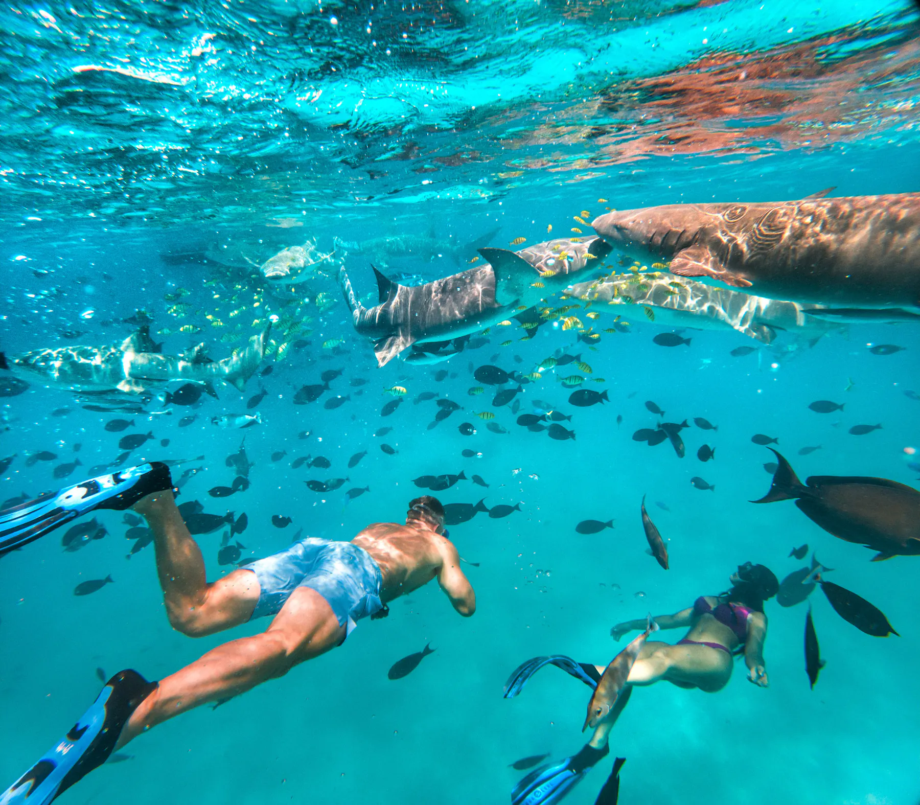 Fiji Shark Diving: Why It's One of the World's Greatest Underwater Adventures