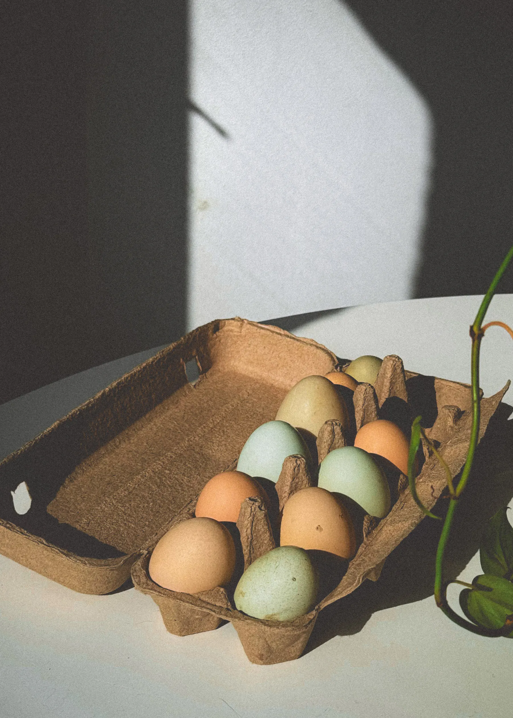 8 Essential Features Every Safe and Functional Chicken Coop Needs