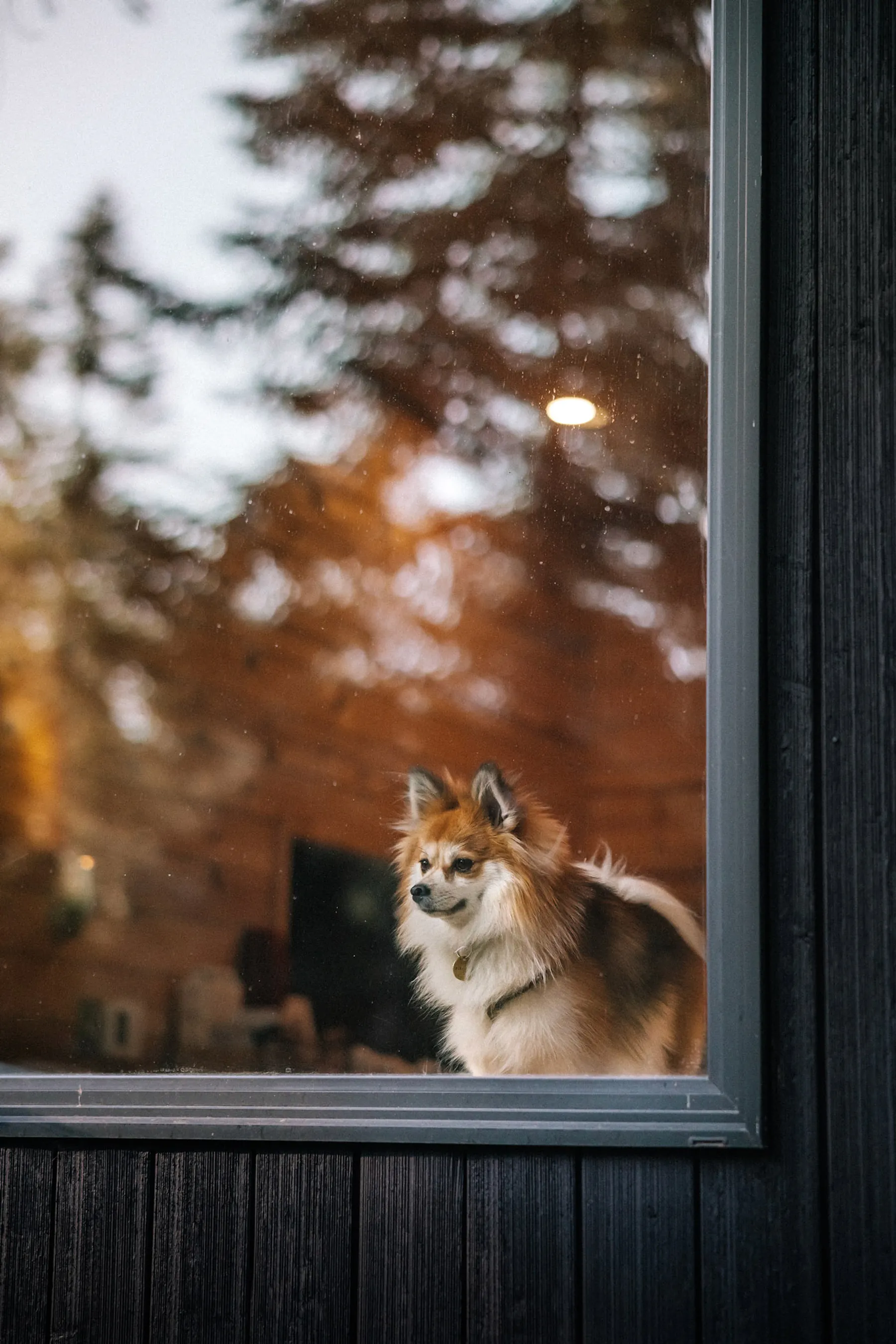 5 Best Pet-Friendly Vacation Rentals in the USA to Book Your Next Stay