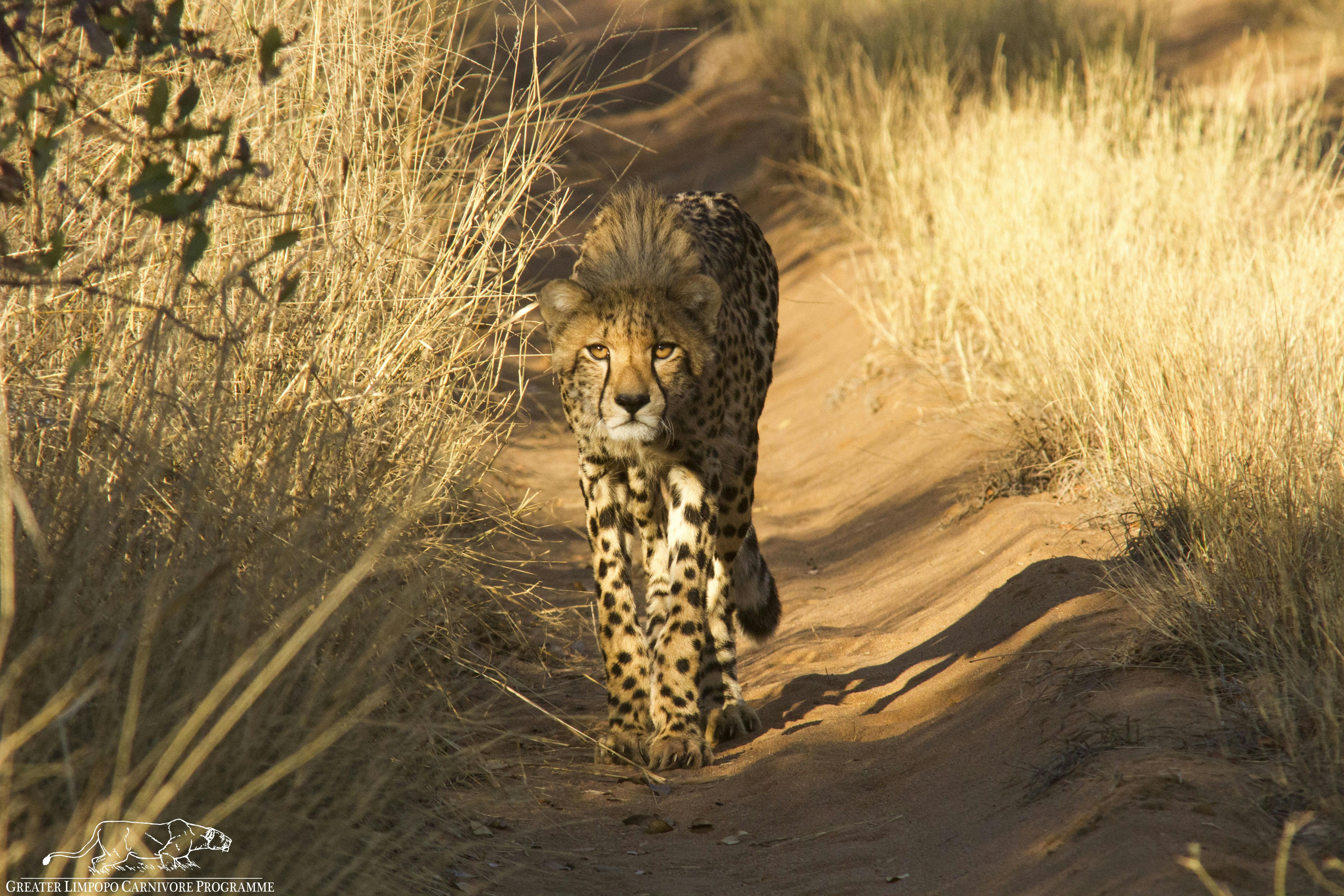 Cheetah in Limpopo NP