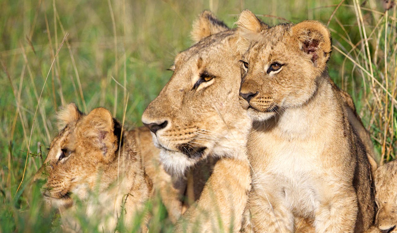 Threats to Lions | Lion Recovery Fund