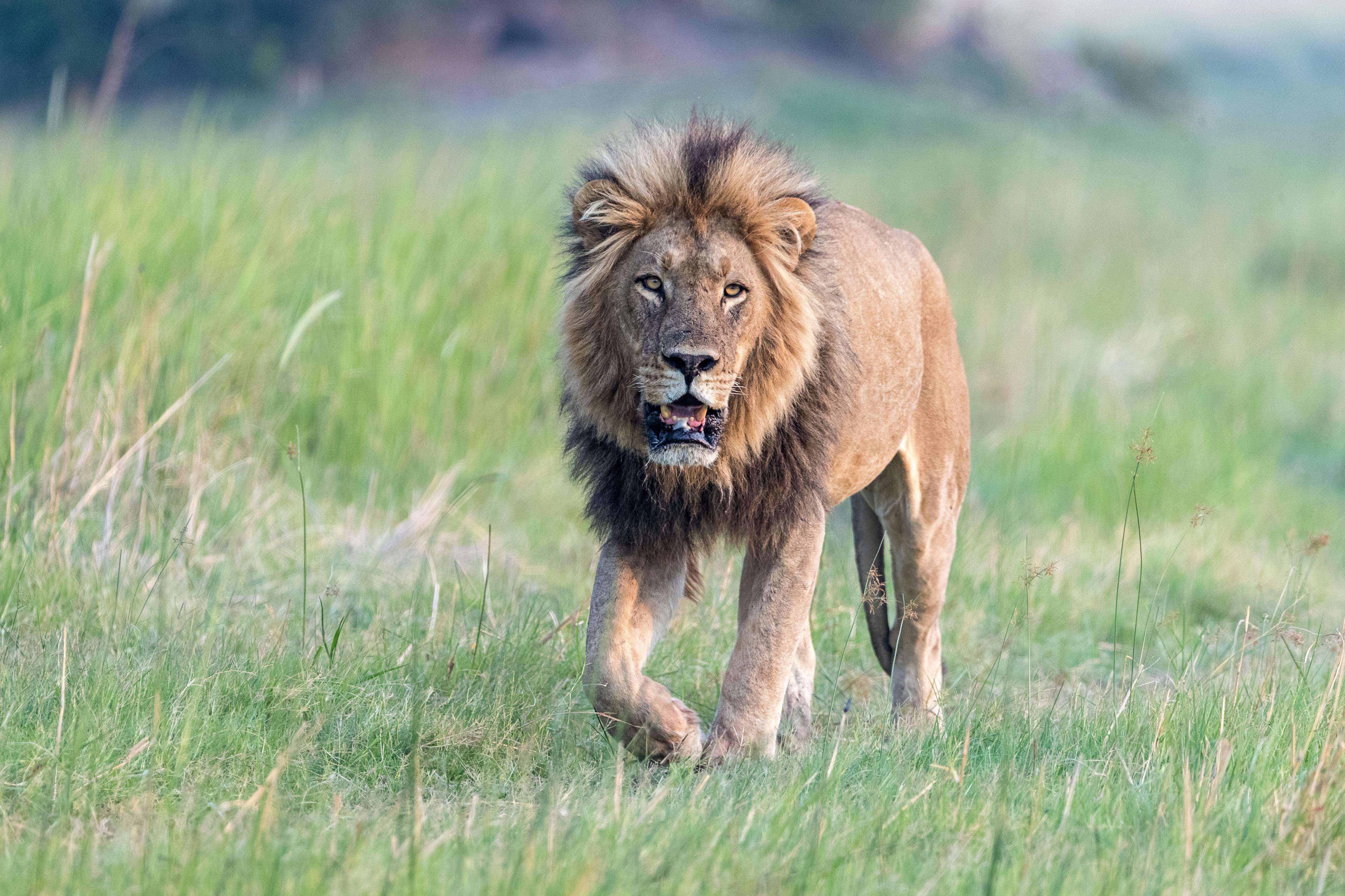Panthera’s Efforts to Rebuild Gabon’s Lion Population