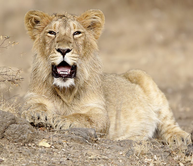 Recovering Angola’s lion population