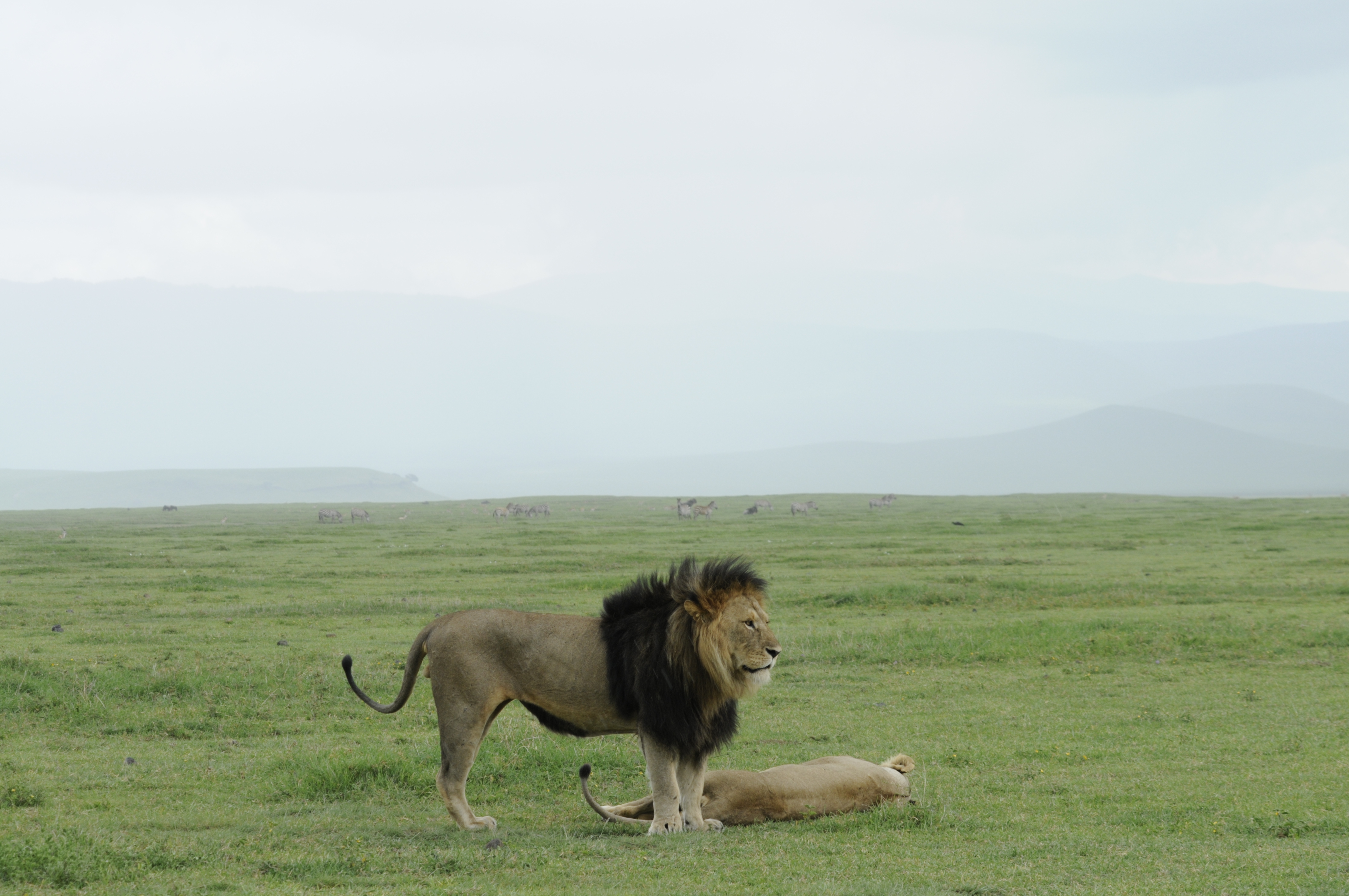 congolese spotted lion