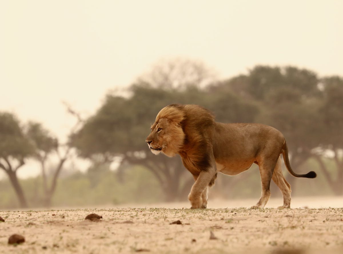 Sinamatella Lion and Rhino Protection Project