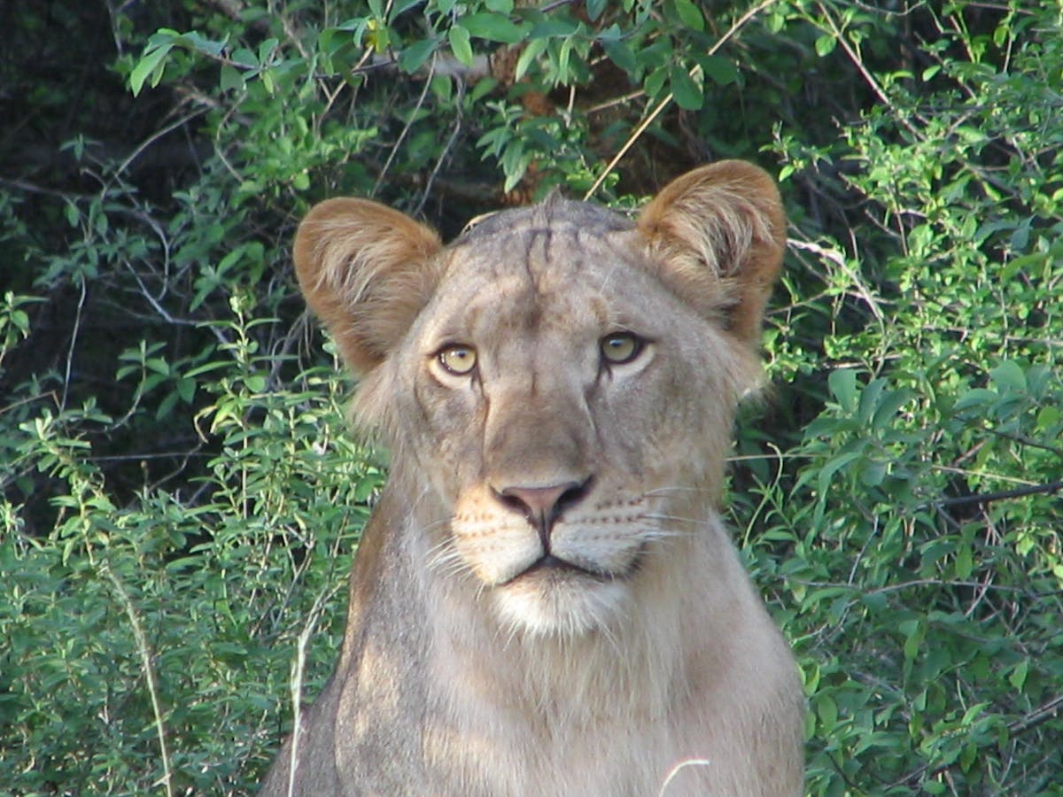 Securing lion populations in priority protection zones in the Central African Republic